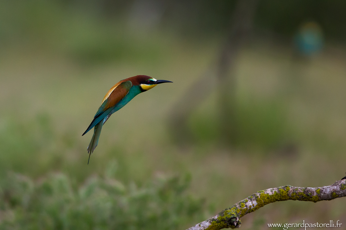 Bee eater 65